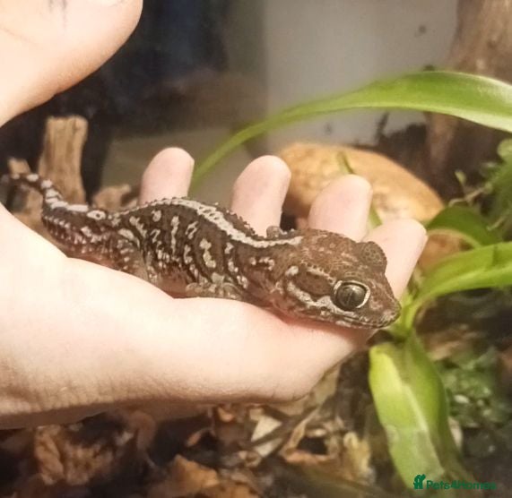 Gecko reptiles Madagascan Ground Gecko / Pictus Gecko - Advert 2