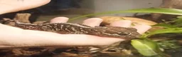 Gecko reptiles for sale: Madagascan Ground Gecko / Pictus Gecko - Advert 2