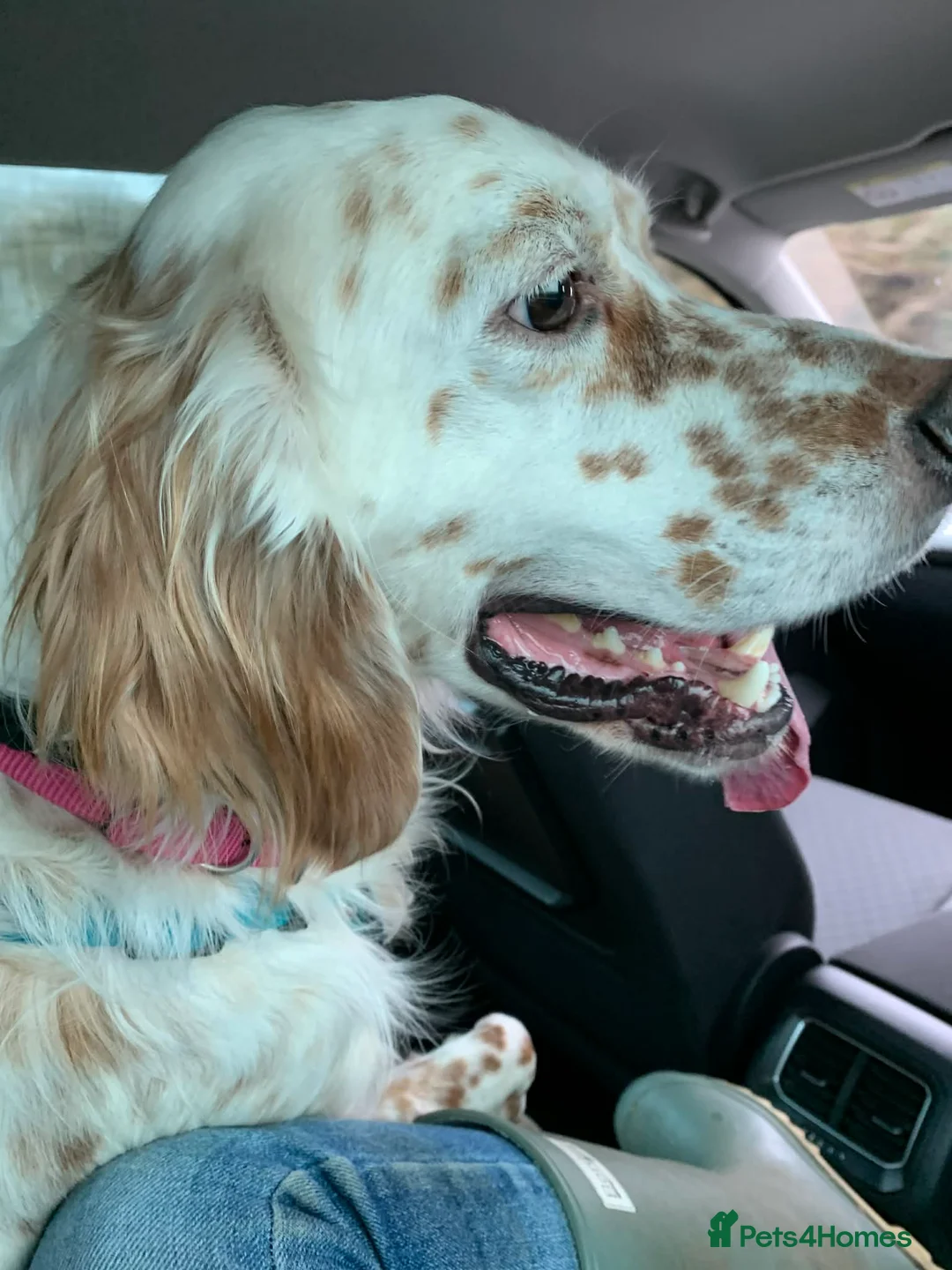 English Setter dogs for adoption: Brego - Advert 2