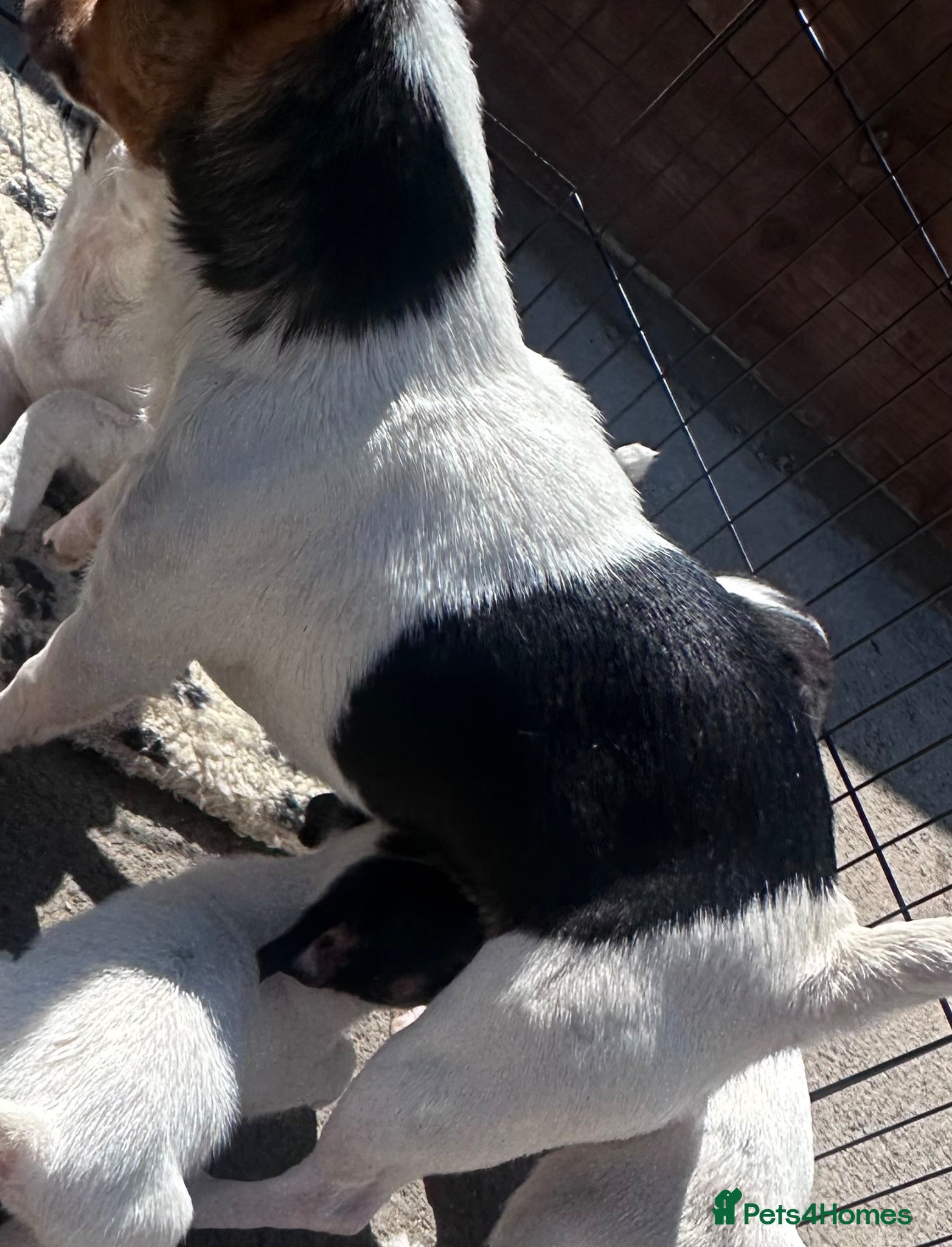 Jack Russell dogs Stunning litter of jackrussel pups  - Advert 5