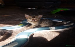 Mixed Breed cats for sale: Lovely Bengal Cross Kittens - Image 9