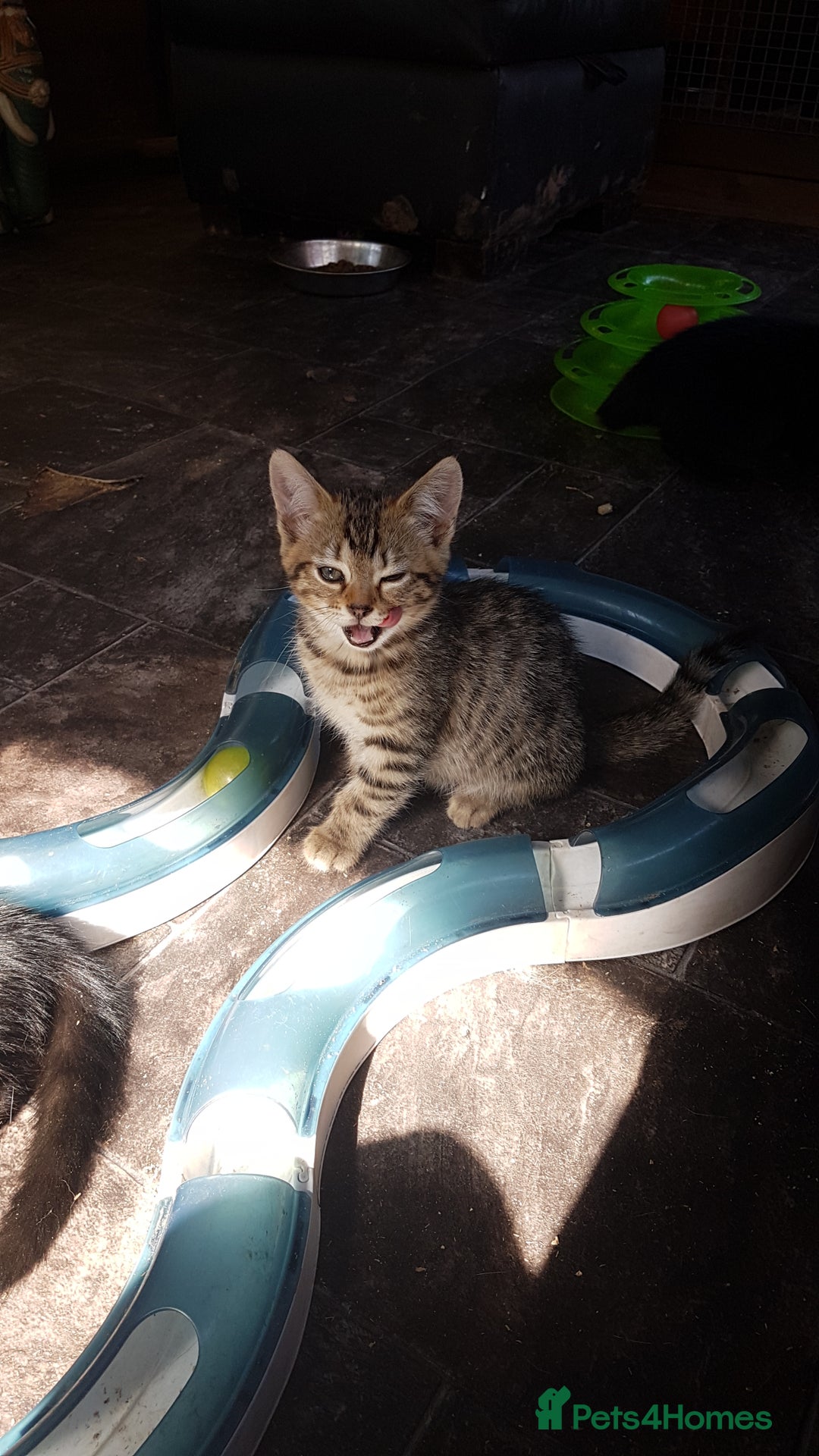 Mixed Breed cats for sale: Lovely Bengal Cross Kittens - Image 9