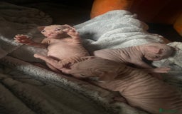 Sphynx cats for sale: Sphynx kittens 2 Girls 1 Boy, ready soon! - Advert 5