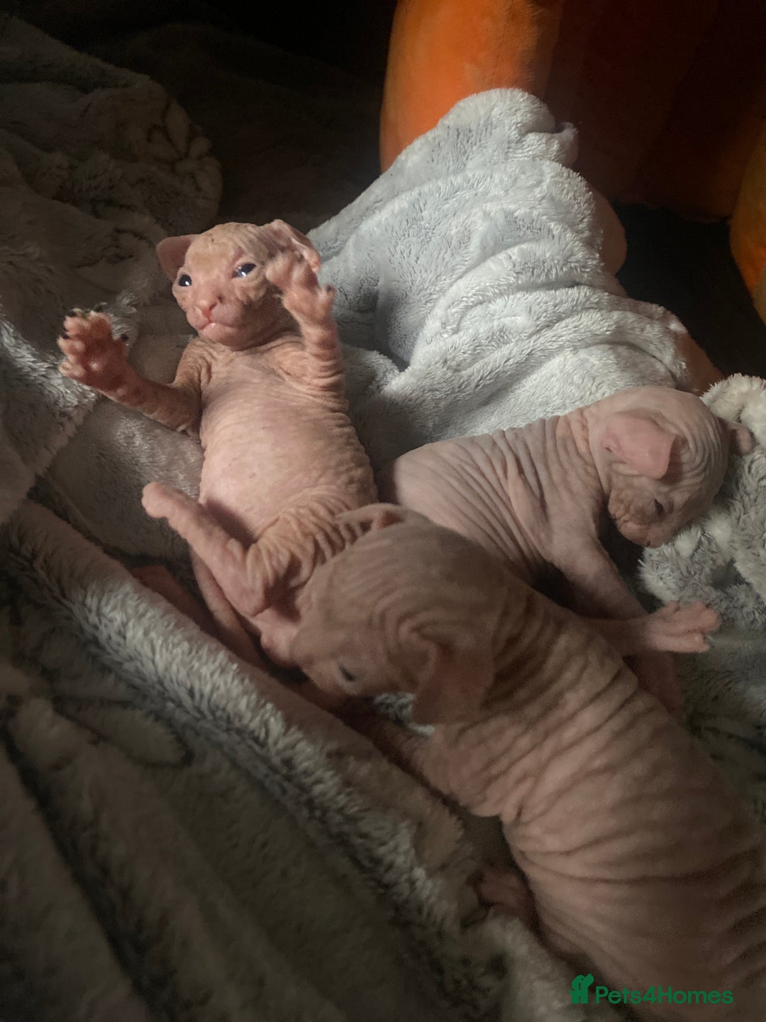 Sphynx cats for sale: Sphynx kittens 2 Girls 1 Boy, ready soon! - Advert 5