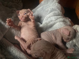 Sphynx cats Sphynx kittens 2 Girls 1 Boy, ready soon! - Advert 11
