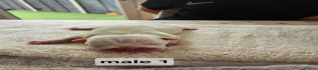 English Bulldog male 1