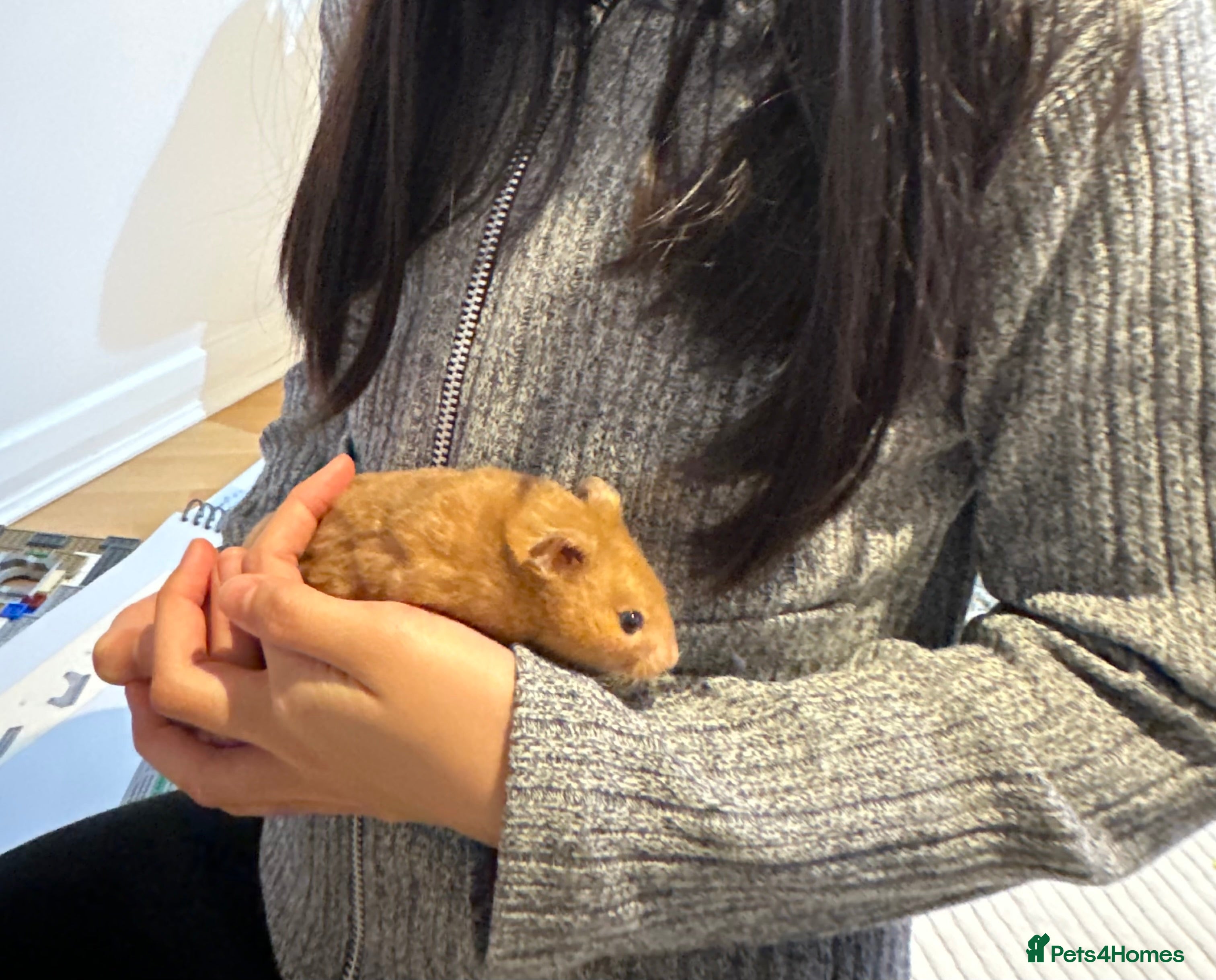 Hamster rodents Beautiful golden Syrian shorthair hamster Nibbles - Advert 13