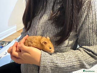Hamster rodents Beautiful golden Syrian shorthair hamster Nibbles - Advert 4