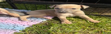 Whippet Puppy 6