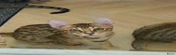 Savannah cats for sale: 3 beautilful F5 Savannah kittens - Advert 7