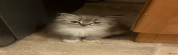 Ragdoll cats for sale: Ragdoll kitten Tica Registered  - Advert 2