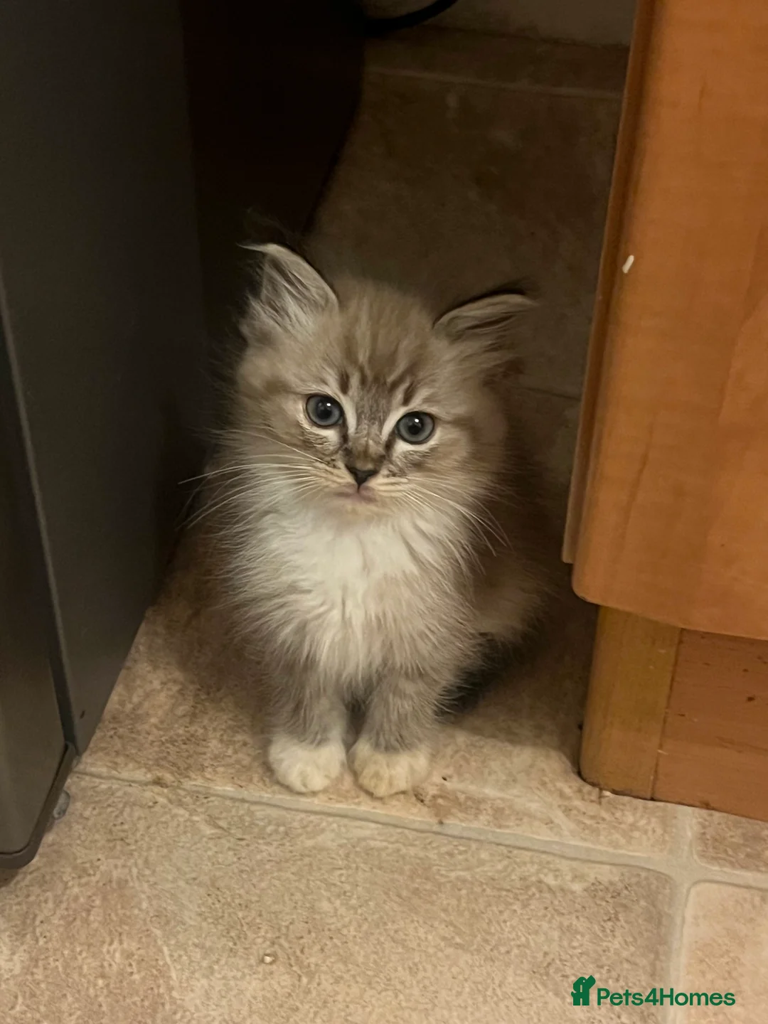 Ragdoll cats for sale: Ragdoll kitten Tica Registered  - Advert 2