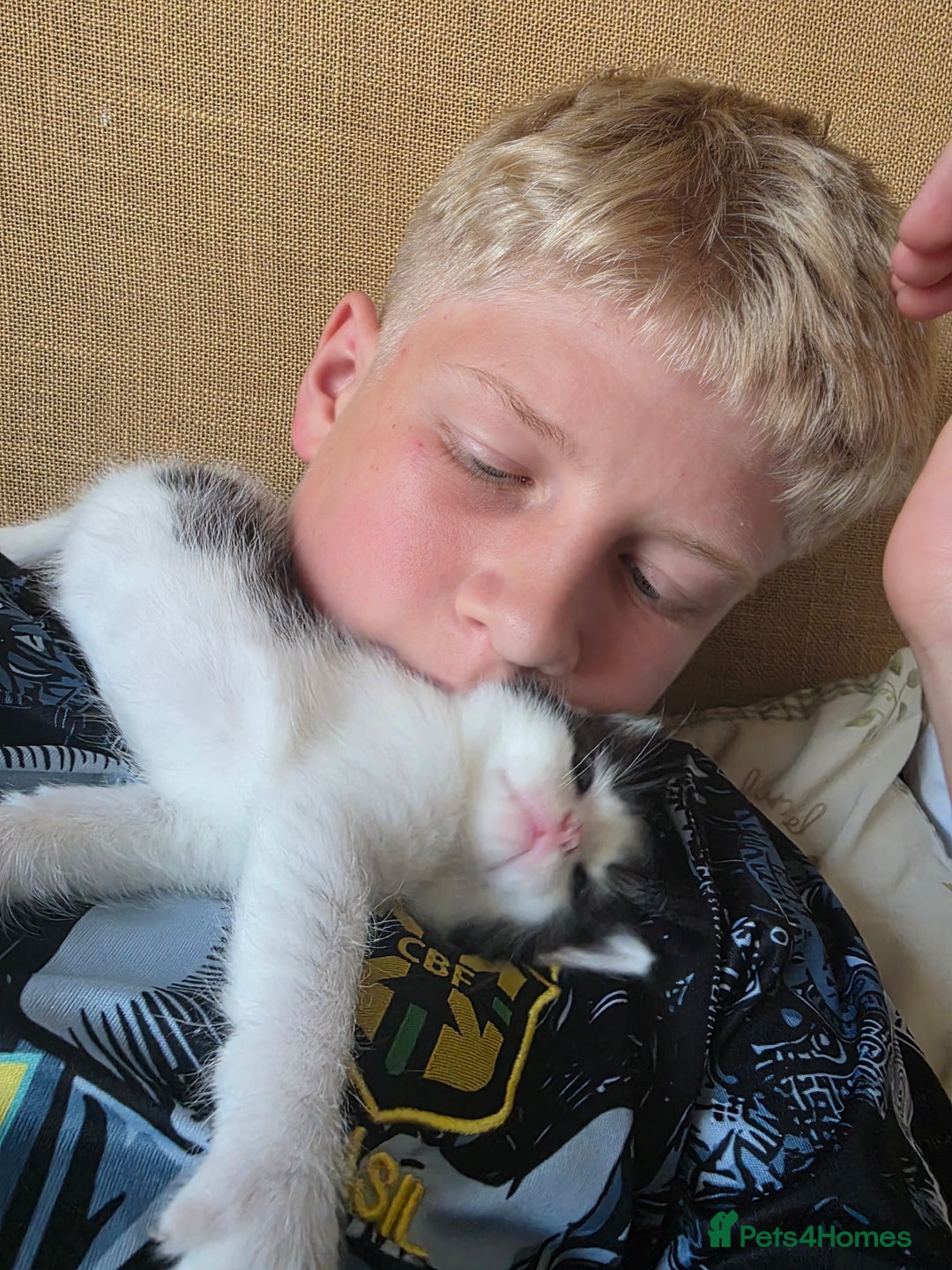 Ragdoll cats for sale: Ragdol mix 4 girls 1 boy - Image 11