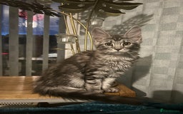 Maine Coon cats for sale: 4 LEFT! Tica registered non active mainecoons - Image 20