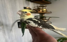 Cockatiels birds for sale: Young hand reared tame baby cocktails  - Image 7