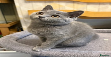 British Shorthair cats - Advert 4