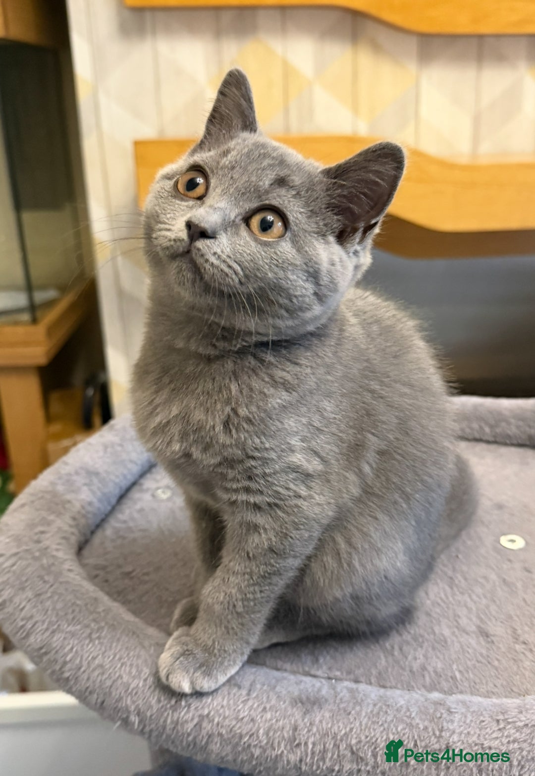 British Shorthair cats for sale: Female British Shorthair kitten GCCF registered  - Image 2