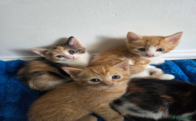 American Shorthair cats - Advert 8
