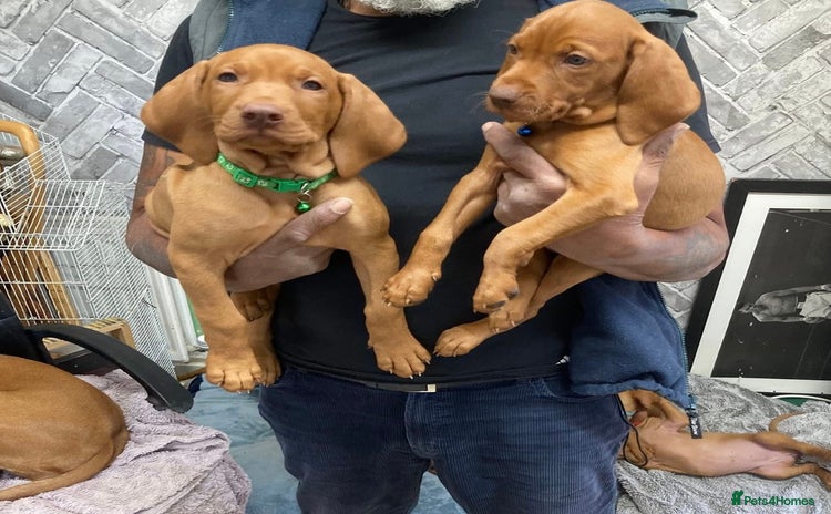 Hungarian Vizsla dogs - Advert 1