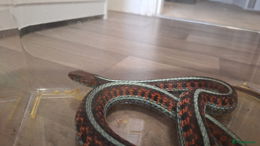 Garter Snake reptiles for sale: Californian red-sided garter snake  - Image 2