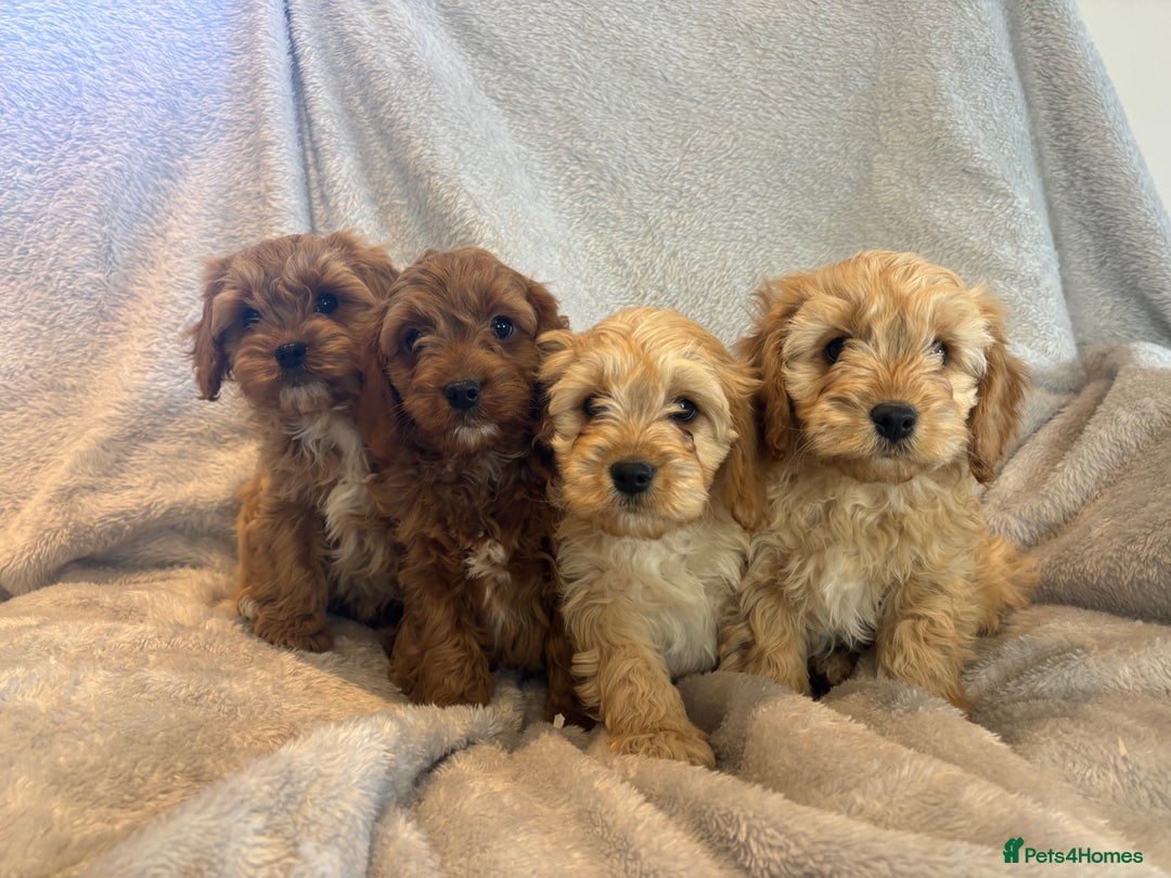 Cavapoo dogs for sale: Health tested cavapoo puppies - Image 4