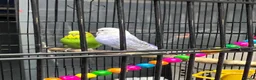 Budgerigars birds for sale: 2male Budgerigar  in Saint Helens - Advert 9