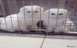 Scottish Fold cats for sale: ready now for there forever homes - Advert 20