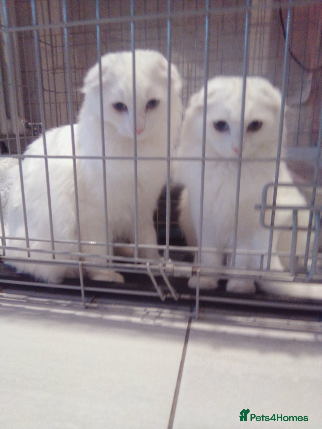 Scottish Fold cats for sale: ready now for there forever homes - Advert 20