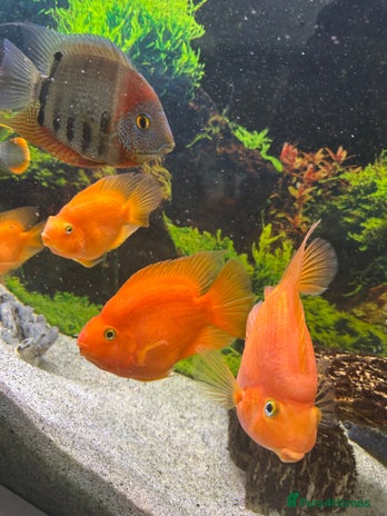 Cichlids fish - Advert 1