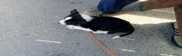 Border Collie dogs for sale: Kevin Smith in Lincoln - Advert 18