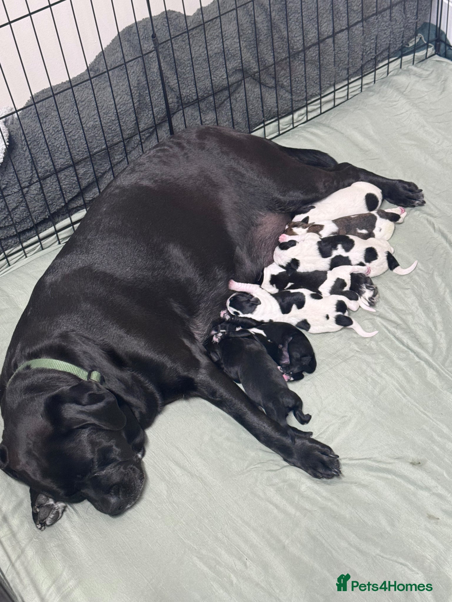 Mixed Breed dogs Beautiful Home Raised Hybrid Puppies 🐶 - Advert 1