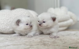 Ragdoll cats for sale: BLUE POINT RAGDOLL KITTENS - Image 3