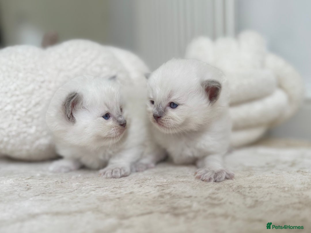 Ragdoll cats for sale: BLUE POINT RAGDOLL KITTENS - Image 3