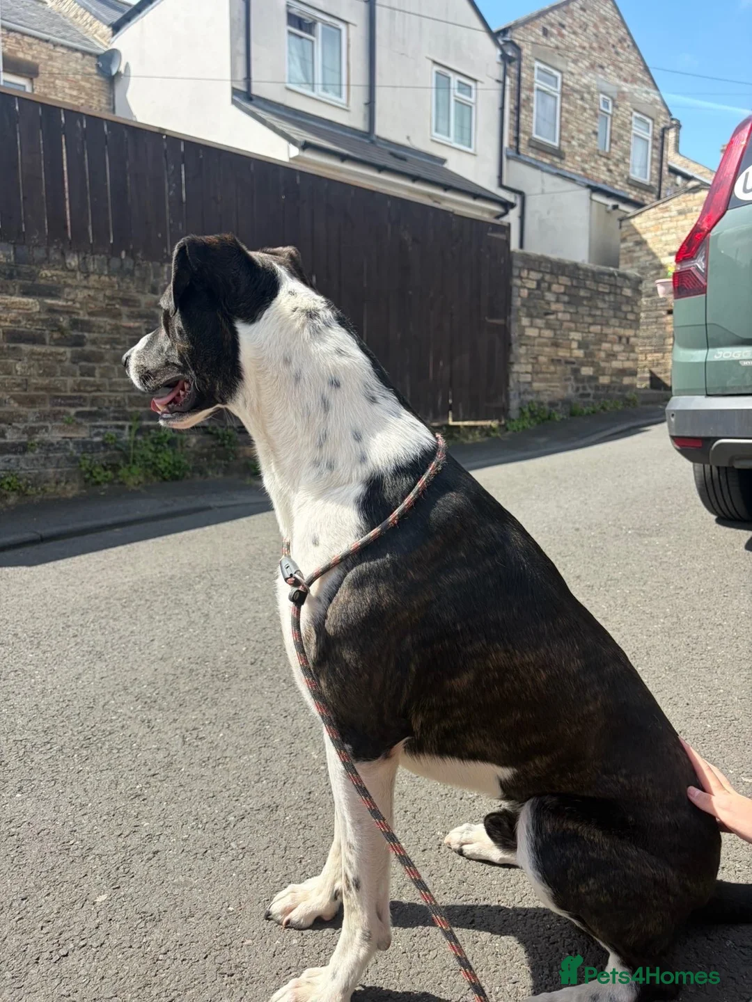 Mixed Breed dogs for sale: Two dogs looking to be rehomed  - Advert 6