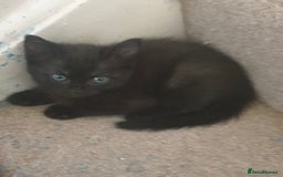 Ragdoll cats for sale: Ragdoll x tabby kittens - Image 23