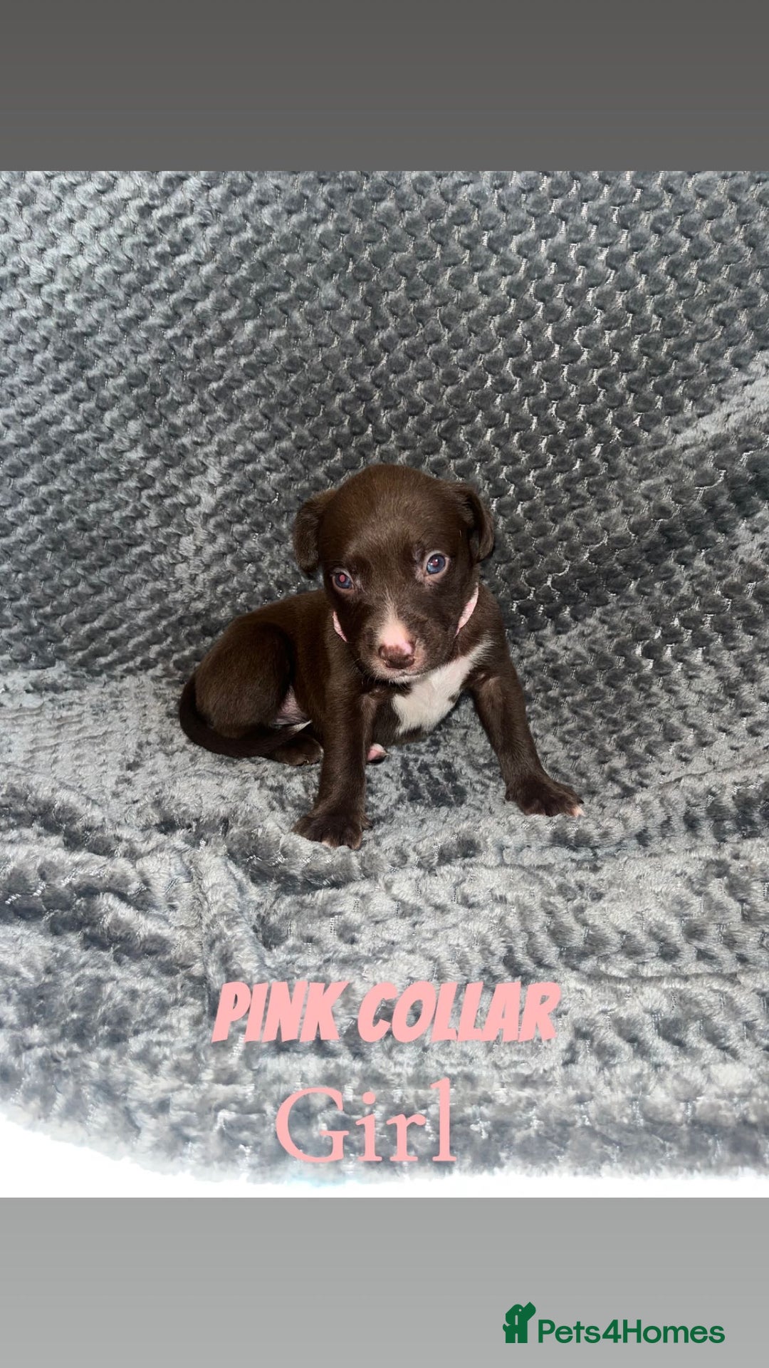 Mixed Breed dogs for sale: 11 Lurcher x Staffy pups for Sale! - Advert 15