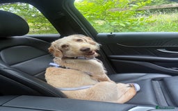 Labradoodle dogs for sale: 8 month old Miniature Labradoodle Bonnie  - Image 4