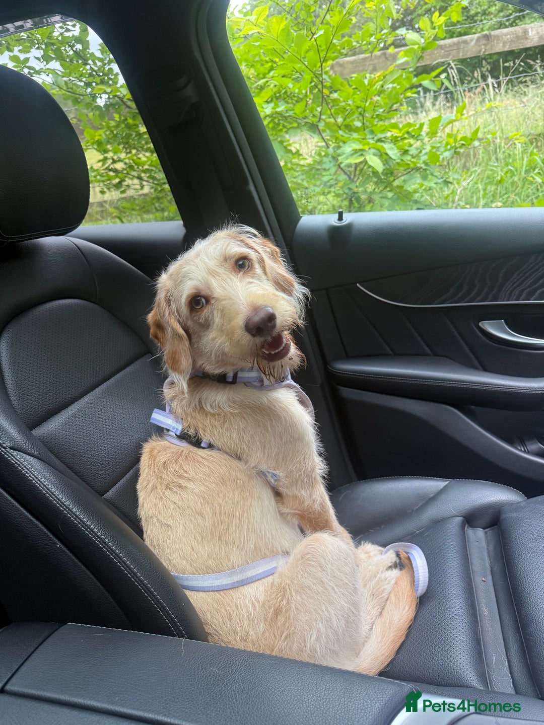 Labradoodle dogs for sale: 8 month old Miniature Labradoodle Bonnie  - Image 4