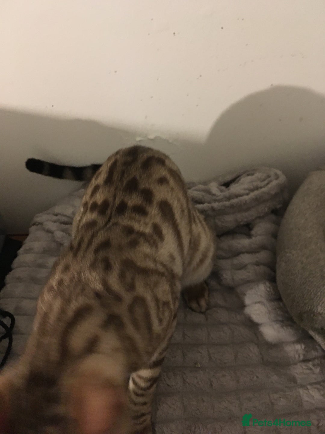Bengal cats for sale: £100 if collected today MELANISTIC  - Image 4