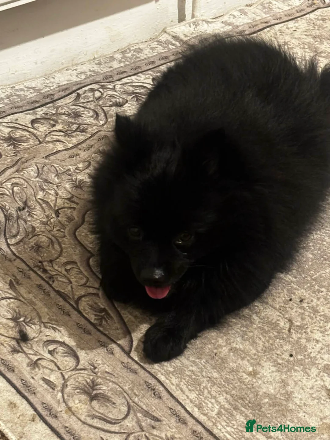 Pomeranian dogs for sale: POMERANIAN BOY  - Advert 2