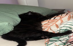 British Shorthair cats for sale: 4 full black cats - Image 4