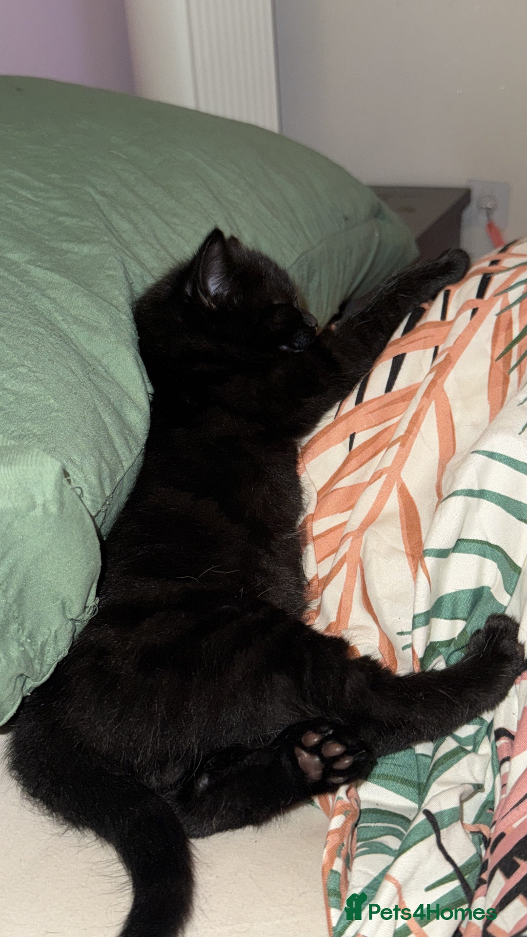 British Shorthair cats for sale: 4 full black cats - Image 4