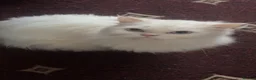 Mixed Breed cats for sale: Beautiful blue-eyed female Persian x Chinchilla 🩵 in Birmingham - Advert 10