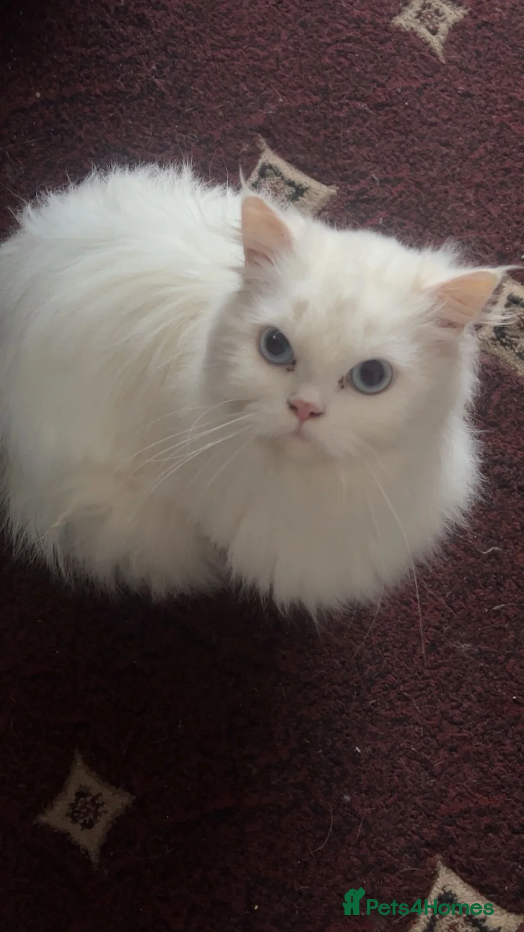 Mixed Breed cats for sale: Beautiful blue-eyed female Persian x Chinchilla 🩵 in Birmingham - Advert 10