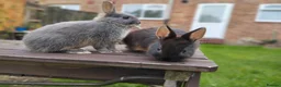 Netherland Dwarf rabbits for sale: Netherland dwarf £100 each - Advert 13