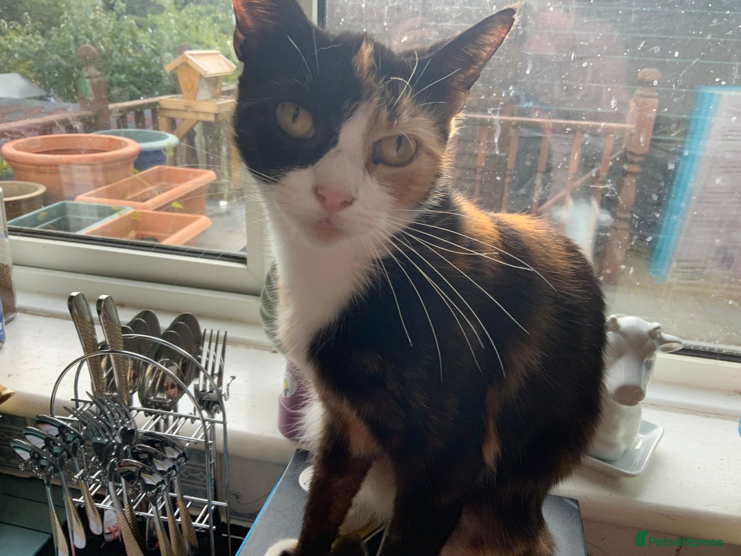 Mixed Breed cats for sale: Adorable Kittens  - Image 3