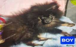 Pomeranian dogs for sale: Pomeranian  in Lincoln - Image 1