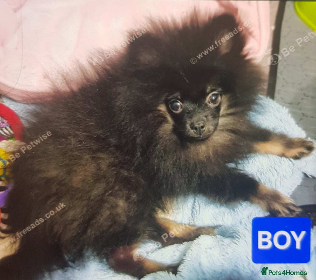 Pomeranian dogs for sale: Pomeranian  in Lincoln - Image 1