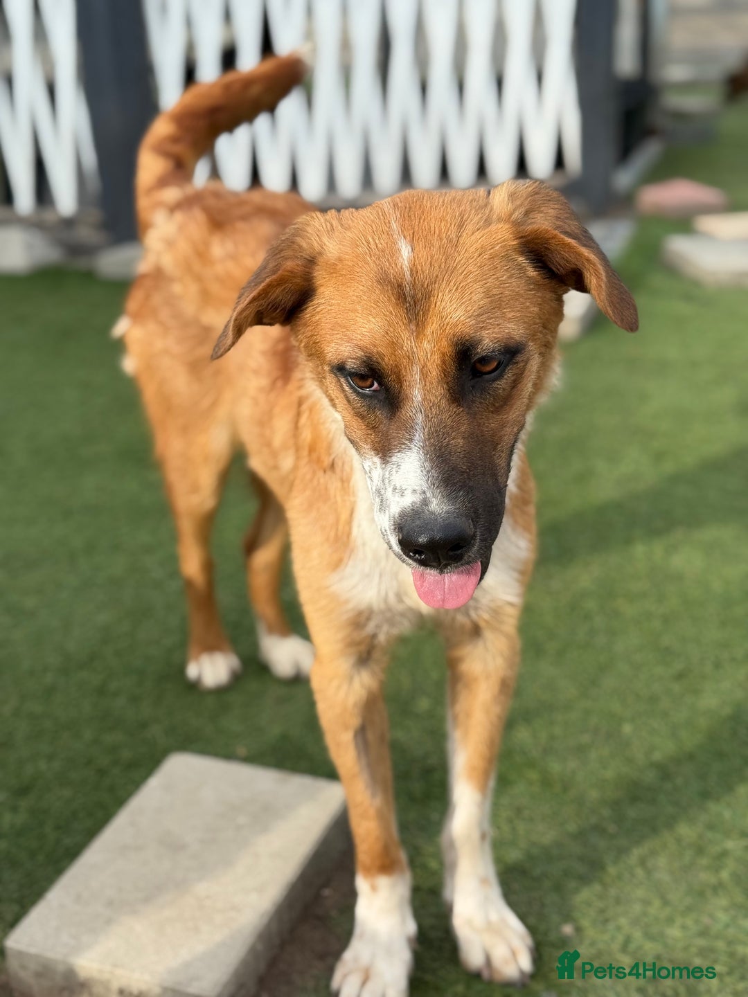 Mixed Breed dogs for adoption: Sweet Armin looking for LOvE - Image 5