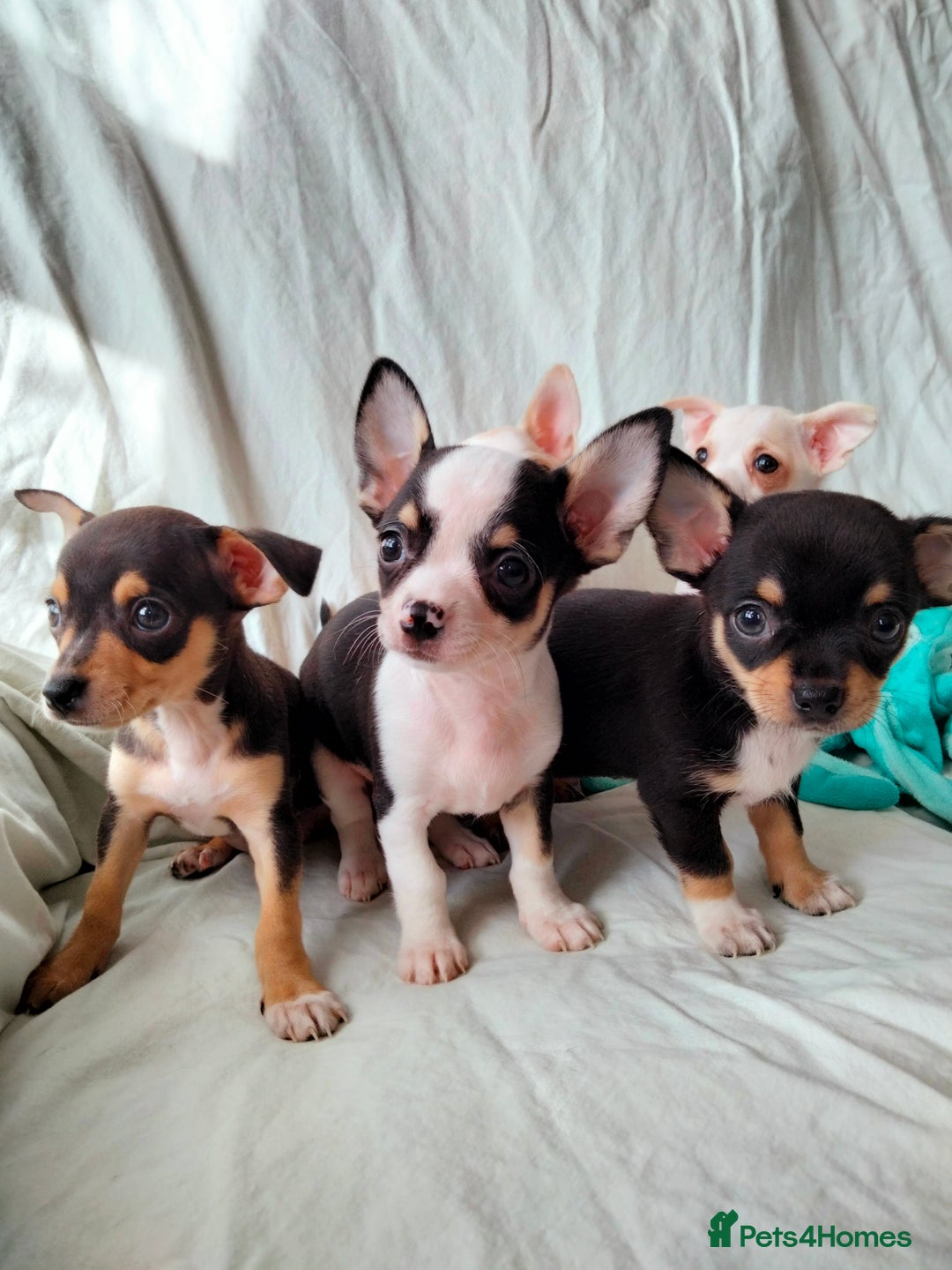 Chihuahua dogs for sale: Gorgeous Baby Chihuahua puppies  - Image 26